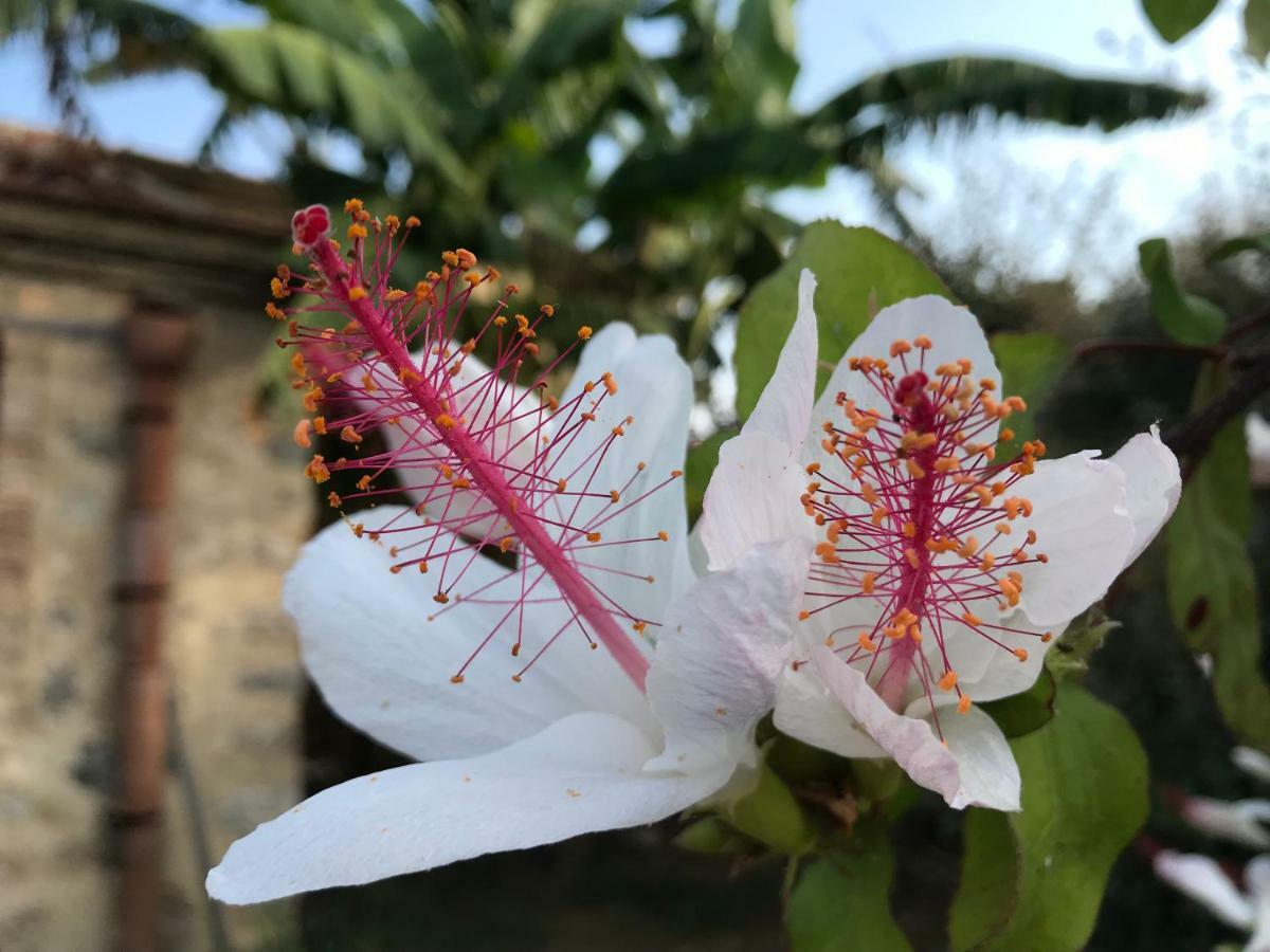 Giardino Di Sicilia Casa de hóspedes SantʼAgata di Militello Exterior foto